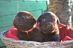 Cuccioli Labrador con Pedigree