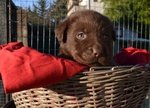 Cuccioli Labrador con Pedigree - Foto n. 3