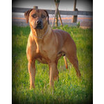 Rhodesian Ridgeback Cuccioli