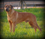 Rhodesian Ridgeback Cuccioli - Foto n. 2