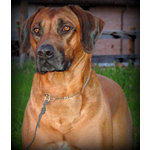 Rhodesian Ridgeback Cuccioli - Foto n. 3