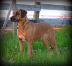 Rhodesian Ridgeback Cuccioli - Foto n. 4