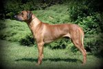 Rhodesian Ridgeback Cuccioli - Foto n. 5