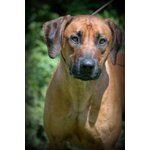 Rhodesian Ridgeback Cuccioli - Foto n. 6