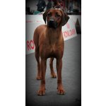 Rhodesian Ridgeback Cuccioli - Foto n. 7