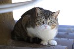 Dolcissima Micetta Cerca casa a roma o Dintorni - Foto n. 2