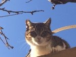 Dolcissima Micetta Cerca casa a roma o Dintorni - Foto n. 3