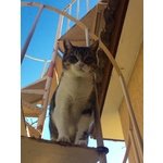 Dolcissima Micetta Cerca casa a roma o Dintorni - Foto n. 4