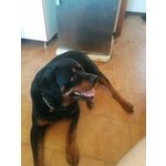 cane incrocio rottweiler smarrito il 29 dicembre 2016