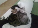 🐱 Altra Razza in adozione a Bologna (BO) e in tutta Italia da privato