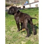 Cucciolo di cane Corso (all.to Riconosciuto)