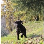Cucciolo di cane Corso (all.to Riconosciuto) - Foto n. 3