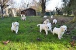 Cuccioli Golden Retriever - Foto n. 2