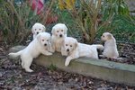 Cuccioli Golden Retriever