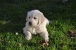 Cuccioli Golden Retriever - Foto n. 3