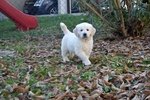 Cuccioli Golden Retriever - Foto n. 4