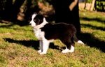 Cuccioli Border Collie con Pedigree - Foto n. 2