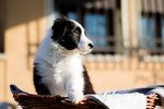 Cuccioli Border Collie con Pedigree - Foto n. 5