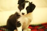 Cuccioli Border Collie con Pedigree - Foto n. 1