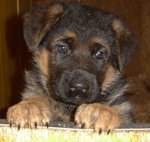 Stupendi Cuccioli di Pastori Tedesco di Altissima Genealogia - Foto n. 2