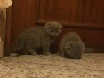 Scottish Fold - Foto n. 1