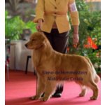 Golden Retriever Cuccioli, Padre Campione di Bellezza Argentino - Foto n. 1