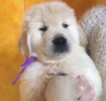 Golden Retriever Cuccioli, Padre Campione di Bellezza Argentino - Foto n. 7