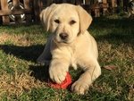 Cuccioli Labrador