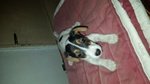 Cuccioli jack Russell - Foto n. 5