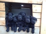 Cuccioli di Labrador