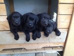 Cuccioli di Labrador - Foto n. 2