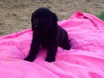 Cuccioli di Labrador - Foto n. 3