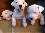 cuccioli di dogo argentino