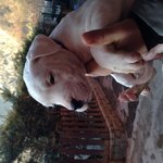 Cuccioli di dogo Argentino - Foto n. 2