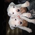 Cuccioli di dogo Argentino - Foto n. 4