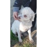 🐶 Lagotto Romagnolo maschio in adozione a Roma (RM) e in tutta Italia da privato