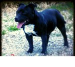 Staffordshire bull Terrier con Pedigree - Foto n. 1