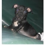 Staffordshire bull Terrier con Pedigree - Foto n. 2