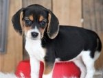 Cuccioli Beagle con Pedigree - Foto n. 2