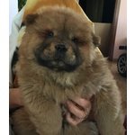 Cucciola chow chow Bianca - Foto n. 2