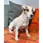 Jack Russell Terrier si Propone per una Fidanzata