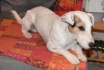 Jack Russell Terrier si Propone per una Fidanzata - Foto n. 6
