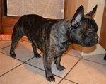 Bouledogue Francese si propone per una fidanzata