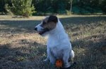 Cucciole Femmine jack Russell Terrier alta Genealogia - Foto n. 1