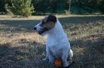 Cucciole Femmine jack Russell Terrier alta Genealogia