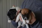 Cucciole Femmine jack Russell Terrier alta Genealogia - Foto n. 2