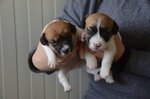 Cucciole Femmine jack Russell Terrier alta Genealogia - Foto n. 3