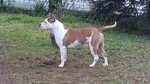 Amstaff di 2 anni Disponibile per Monta - Foto n. 2