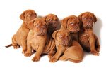 Cuccioli Dogue de Bordeaux
