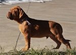 Cuccioli Dogue de Bordeaux